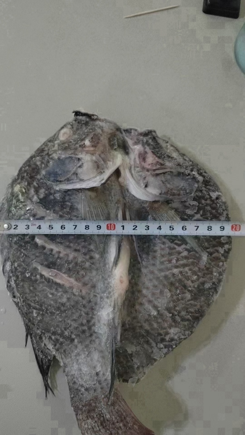 罗非鱼散装精品干冰，大小规格都有，工厂直销