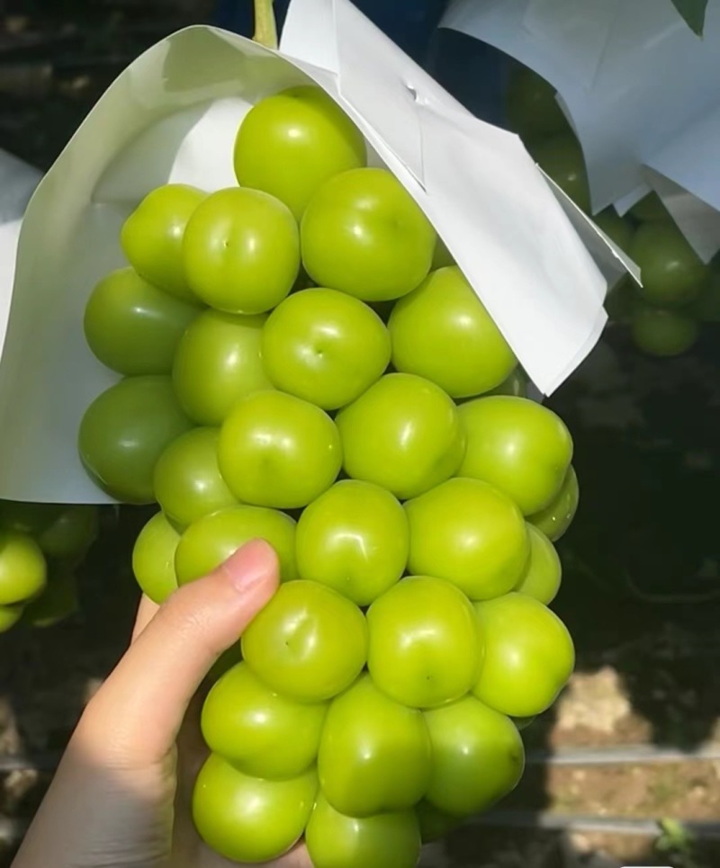 阳光玫瑰，色泽清翠，果粒饱满，肉质紧实