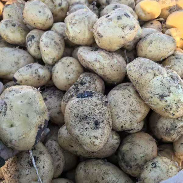 【优选土豆】内蒙古精品京张薯三号土豆，黄皮黄心基地现货