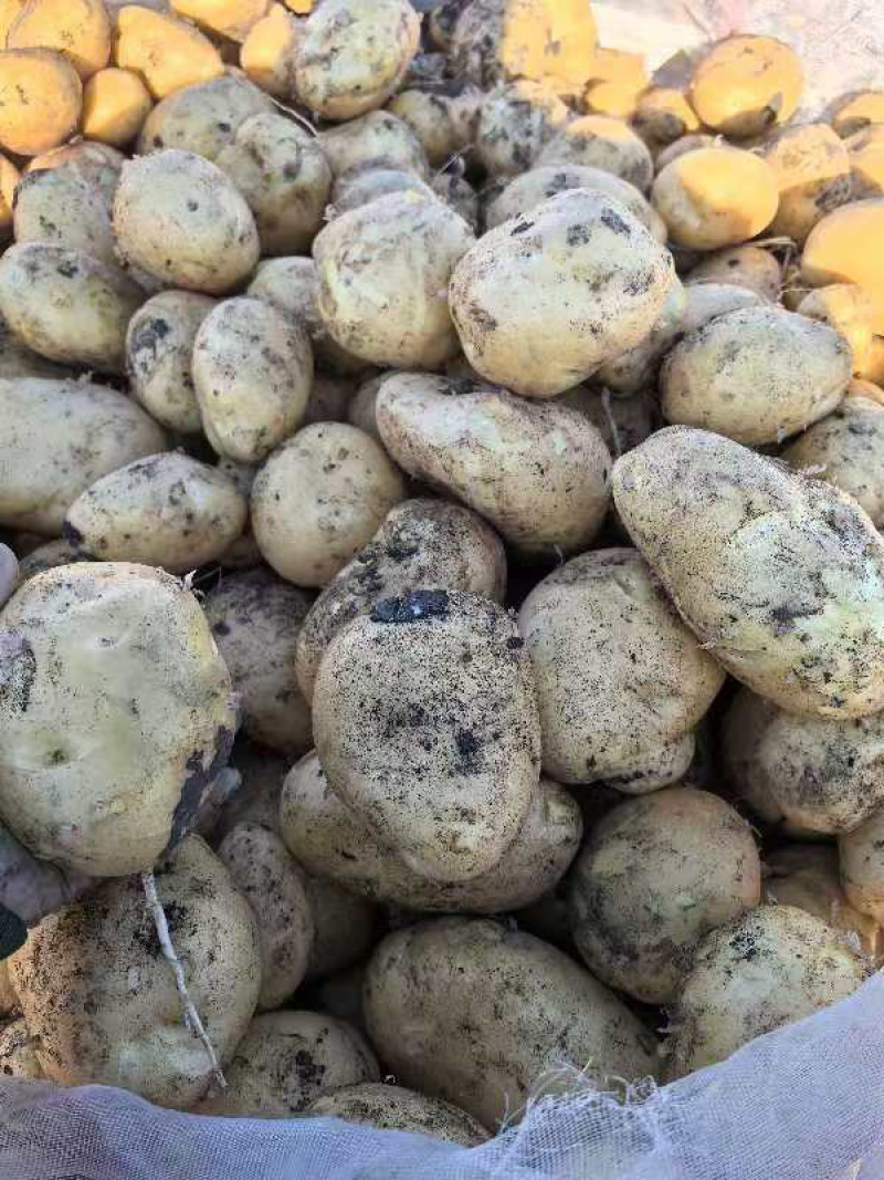 【优选土豆】内蒙古精品京张薯三号土豆，黄皮黄心基地现货