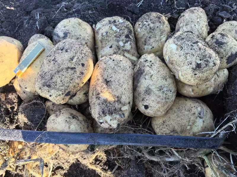 【优选土豆】内蒙古精品京张薯三号土豆，黄皮黄心基地现货