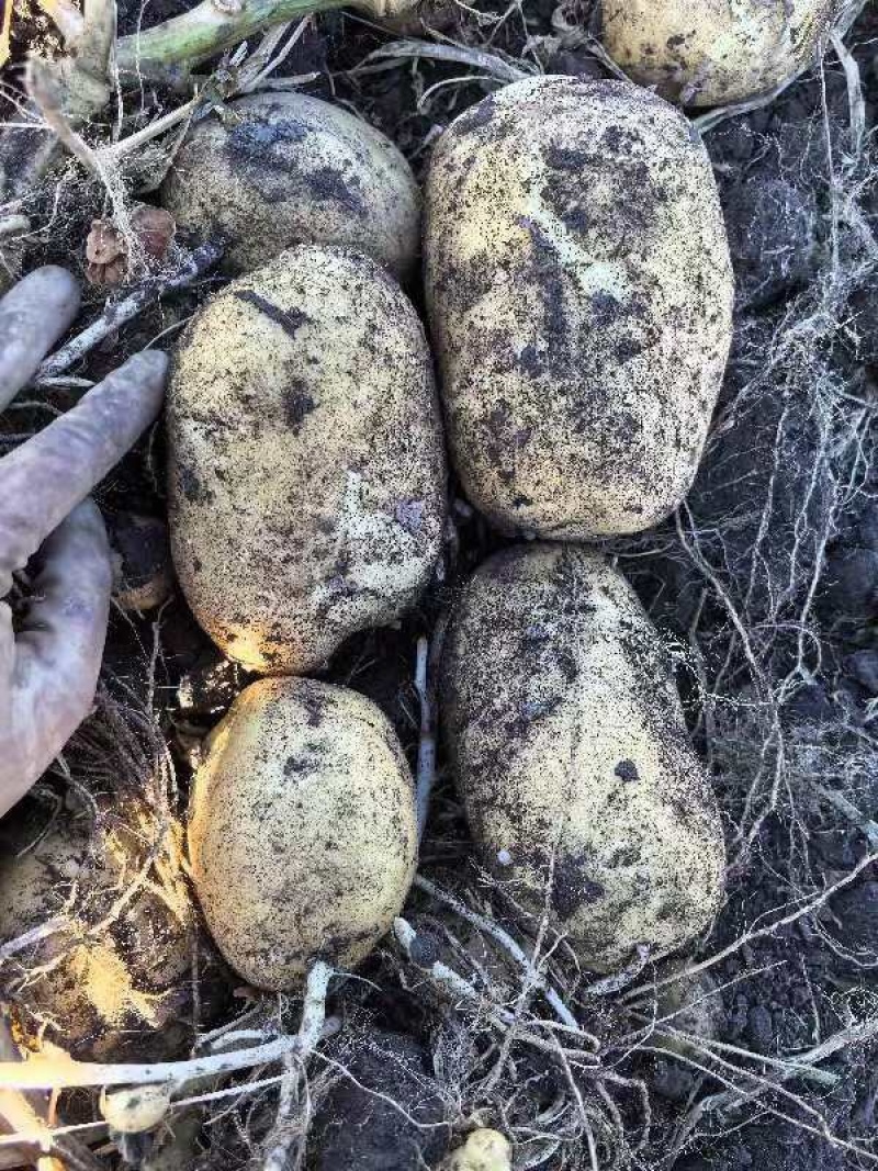 【优选土豆】内蒙古精品京张薯三号土豆，黄皮黄心基地现货