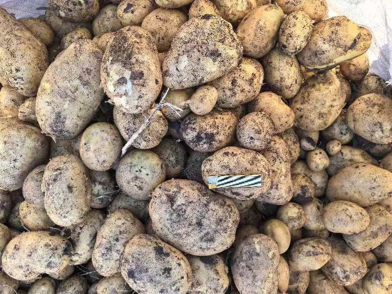 【优选土豆】内蒙古精品京张薯三号土豆，黄皮黄心基地现货