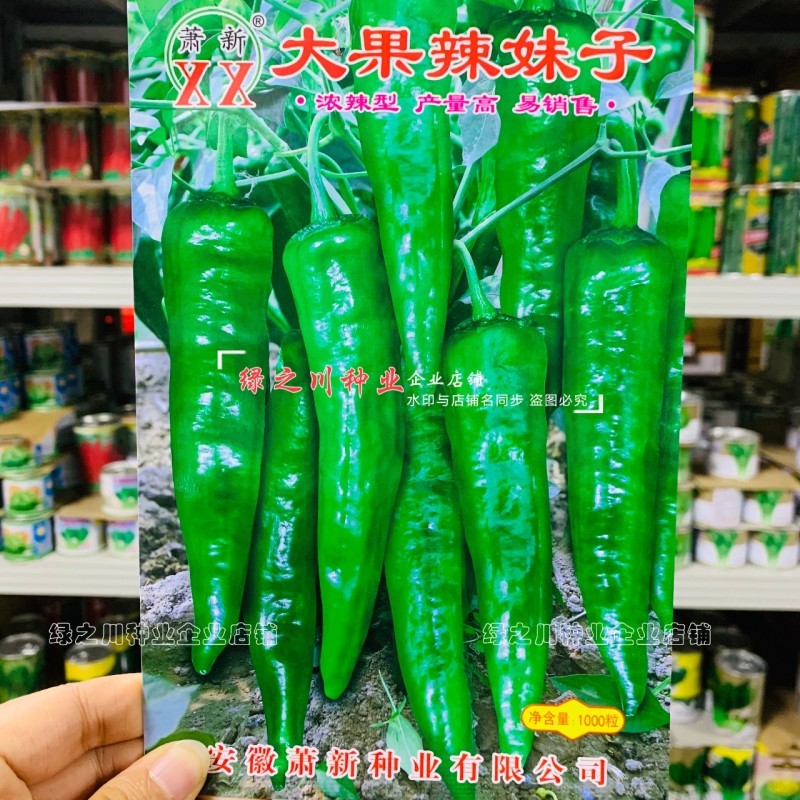 安徽大果辣妹子辣椒种子特辣浓辣型青红两用辣椒种籽节节有果