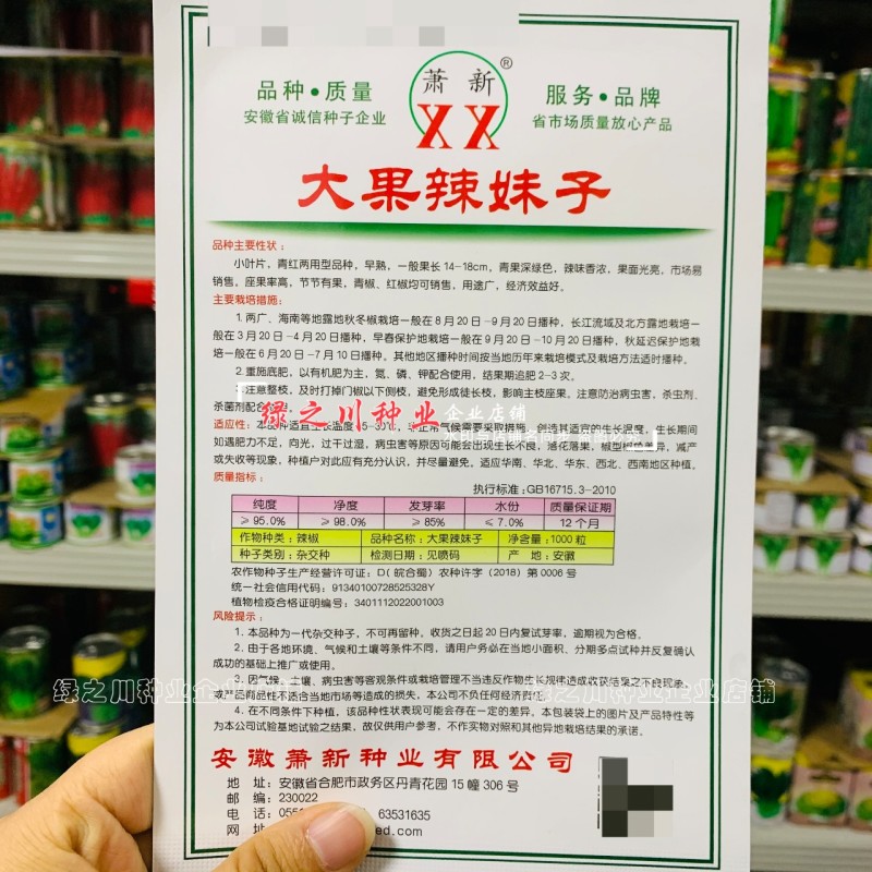 安徽大果辣妹子辣椒种子特辣浓辣型青红两用辣椒种籽节节有果