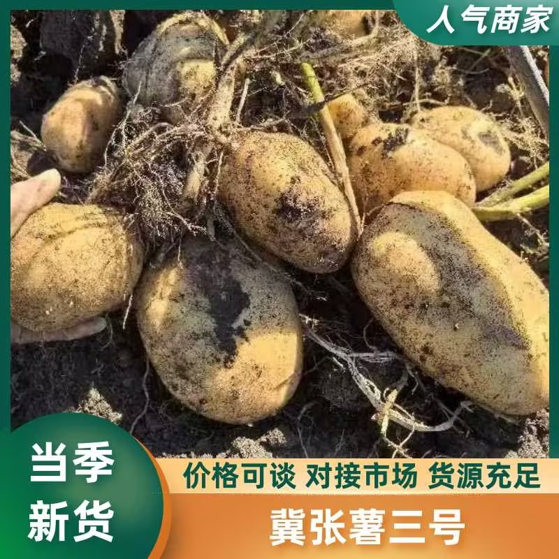 【优选土豆】内蒙古精品京张薯三号土豆，黄皮黄心基地现货