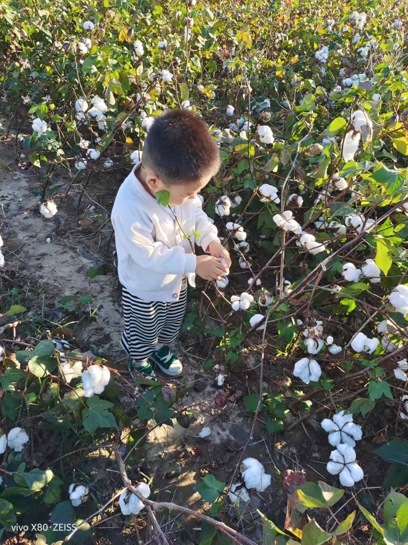 棉花