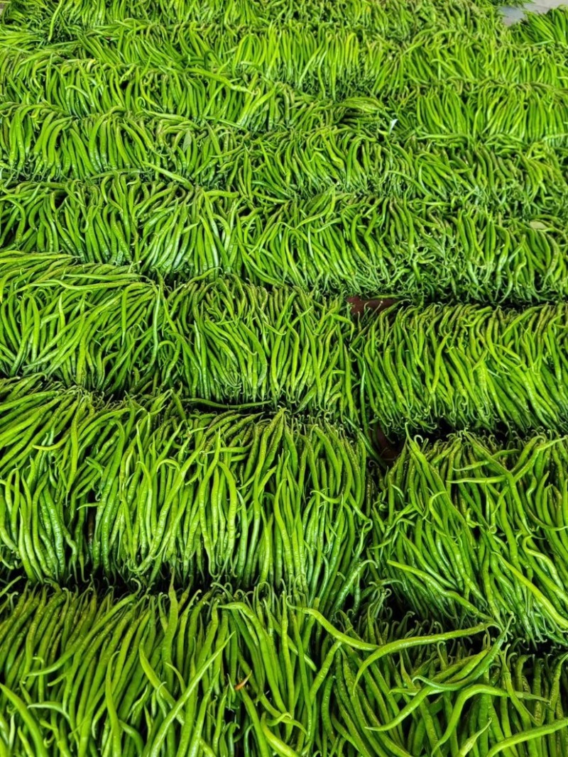 线椒青线椒黑线椒货源稳定代收代发全国市场