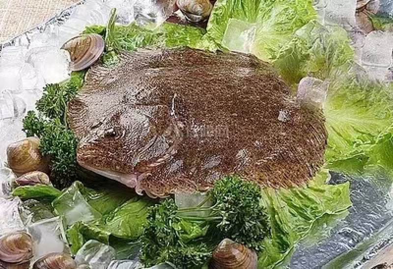 多宝鱼去脏独立包装，全规格工厂直销