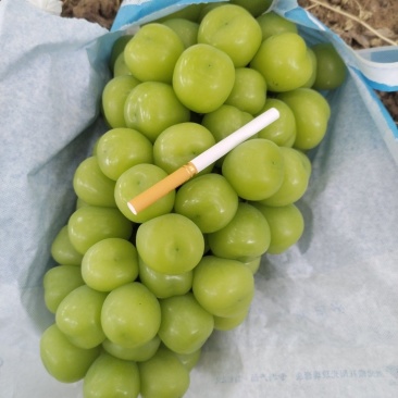 阳光玫瑰
