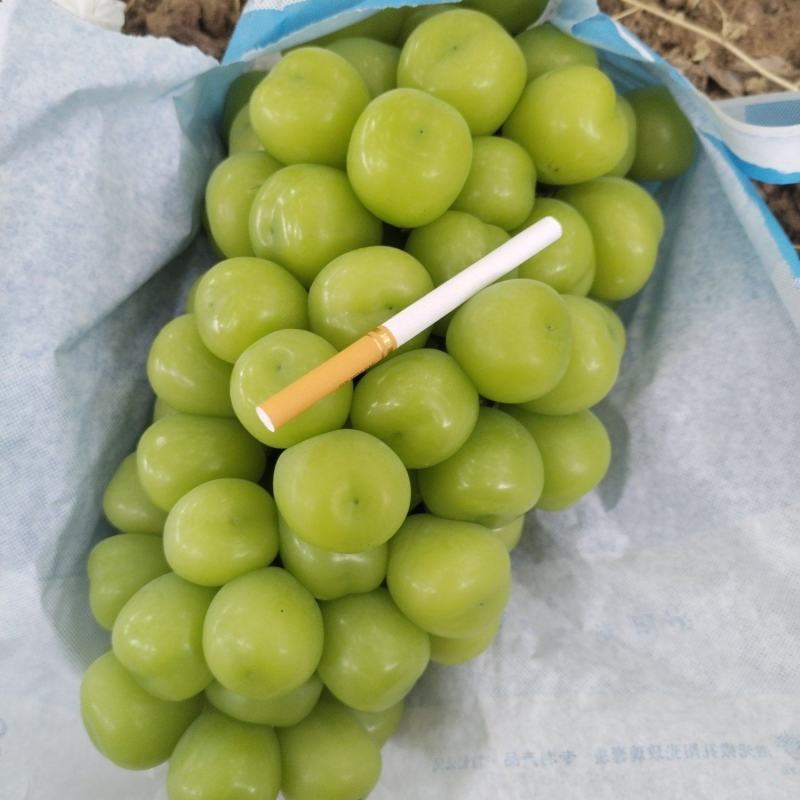 阳光玫瑰