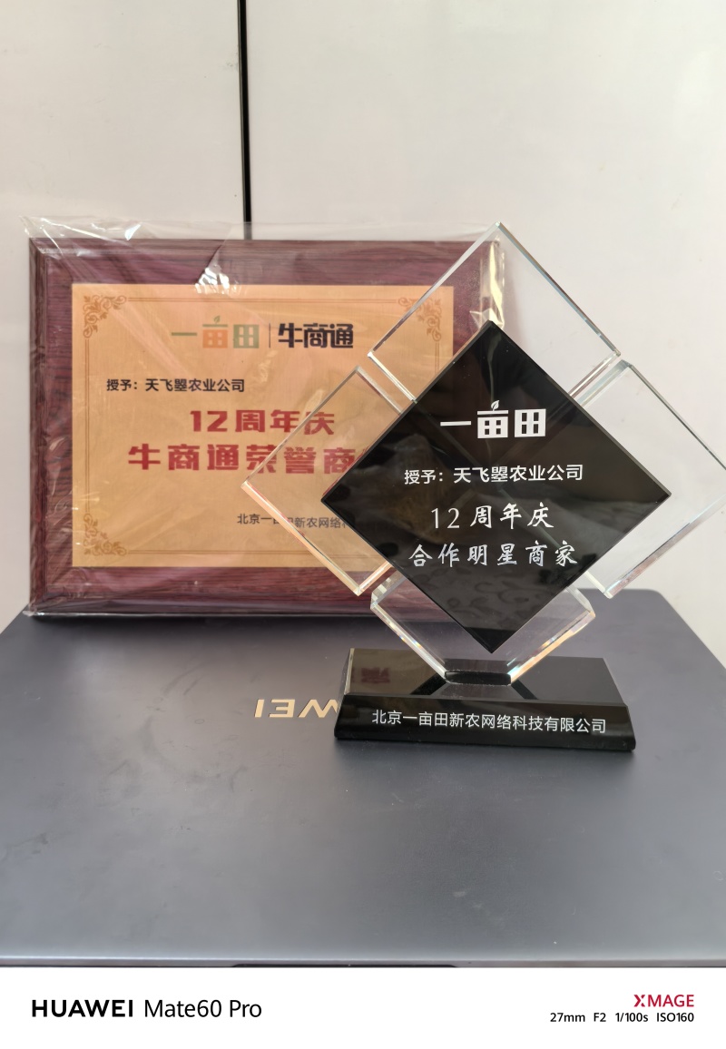 【天飞曌农业千亩基地趴地菠菜圆叶黑木耳大棚/露地】