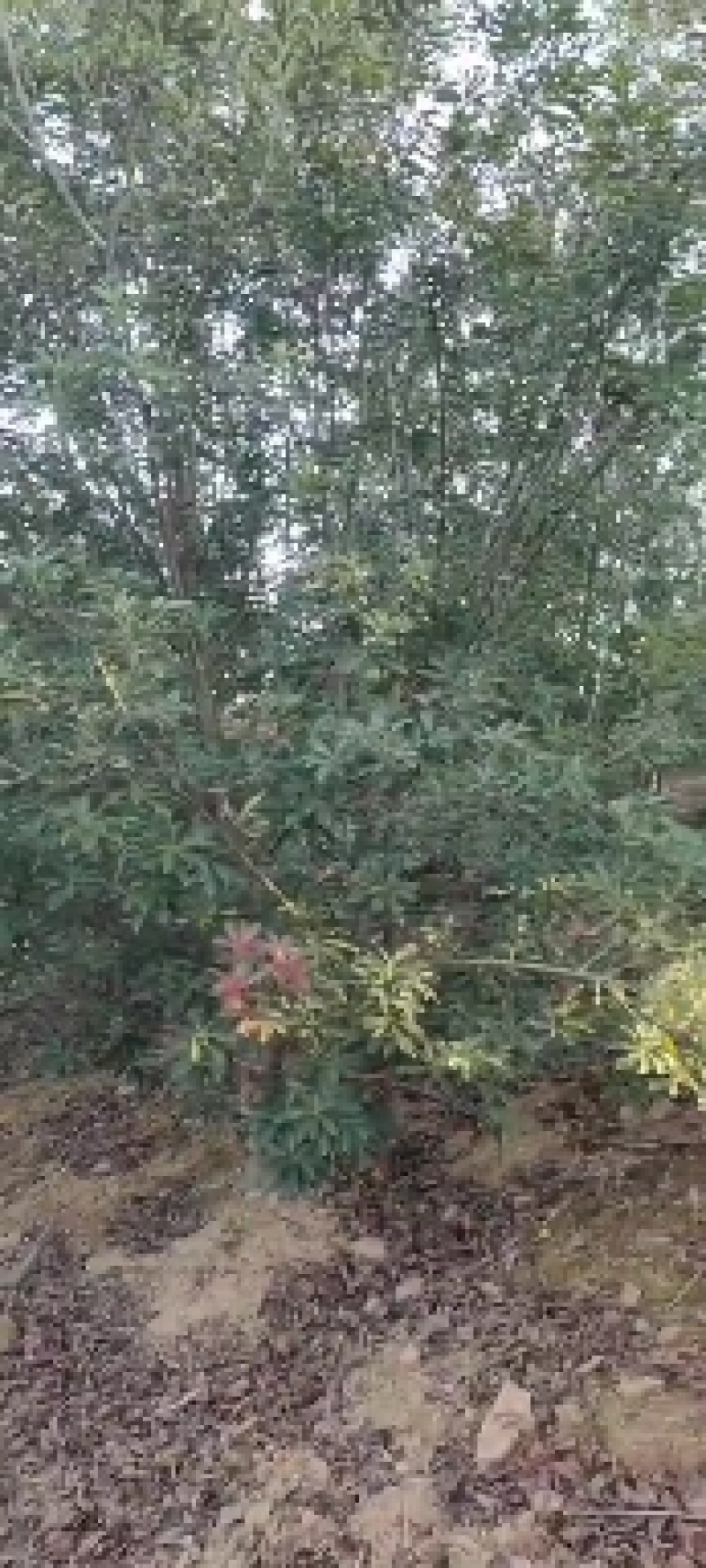 杨梅树东魁杨梅树苗圃直发量大从优提供技术支持欢迎