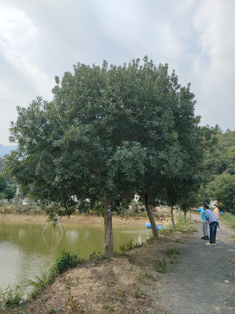 杨梅树东魁杨梅树苗圃直发量大从优提供技术支持欢迎