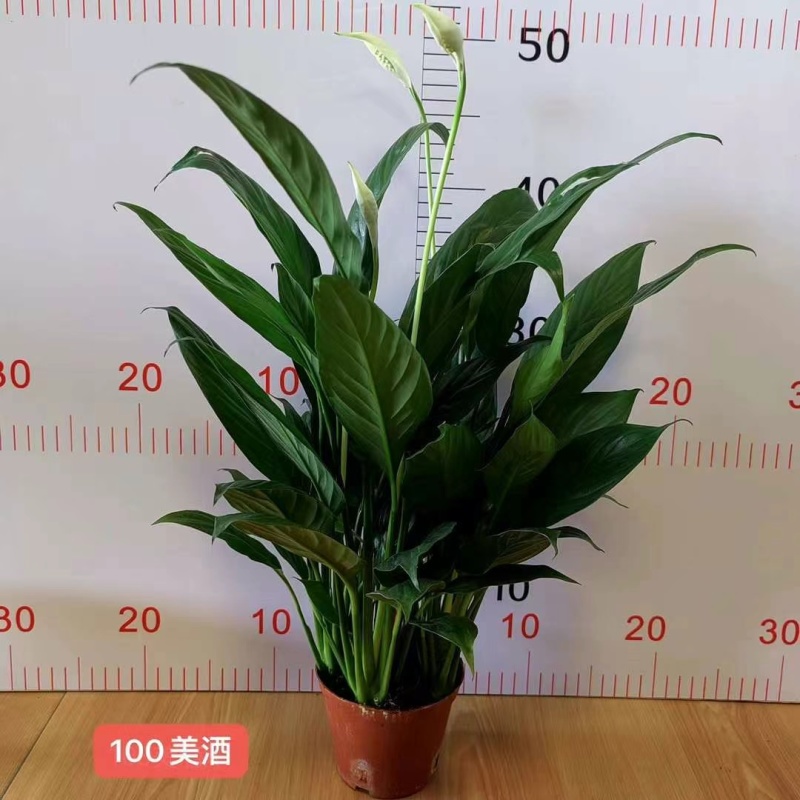 促销款100美酒白掌一帆风顺，35装一箱，4.8元一盆