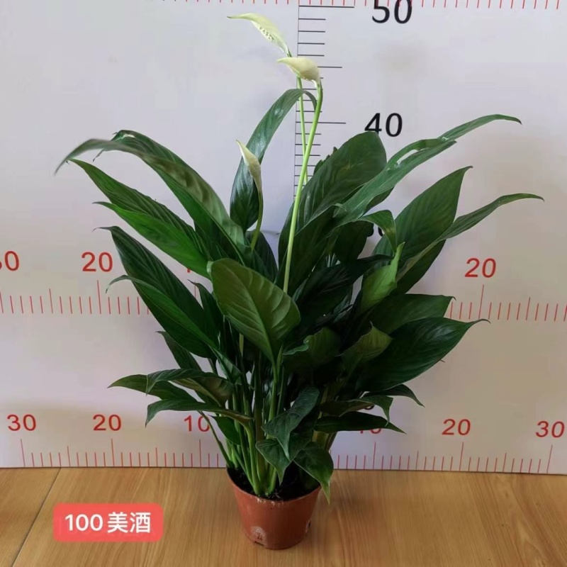 促销款100美酒白掌一帆风顺，35装一箱，4.8元一盆