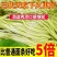 蒲公英挂面批发