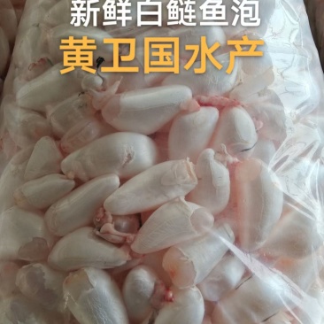 新鲜白鲢鱼泡，产地直发，黄卫国水产