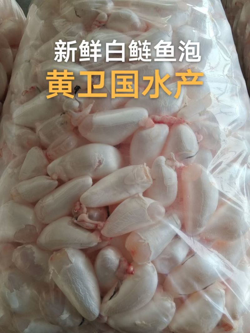 新鲜白鲢鱼泡，产地直发，黄卫国水产