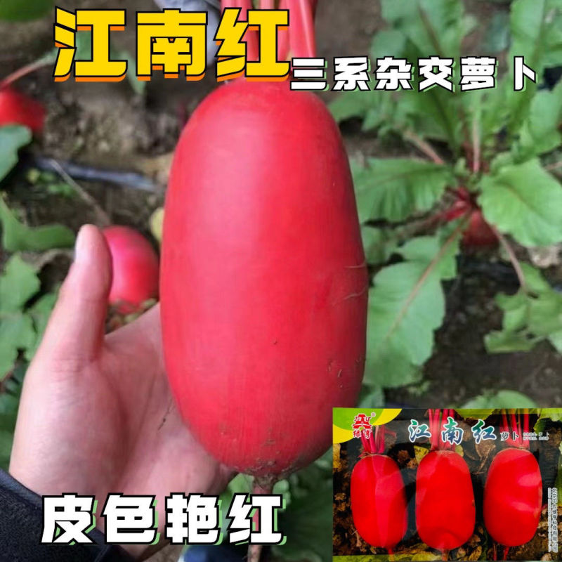 江南红三系杂交红萝卜种子生长期约45天左右板叶红皮白肉萝