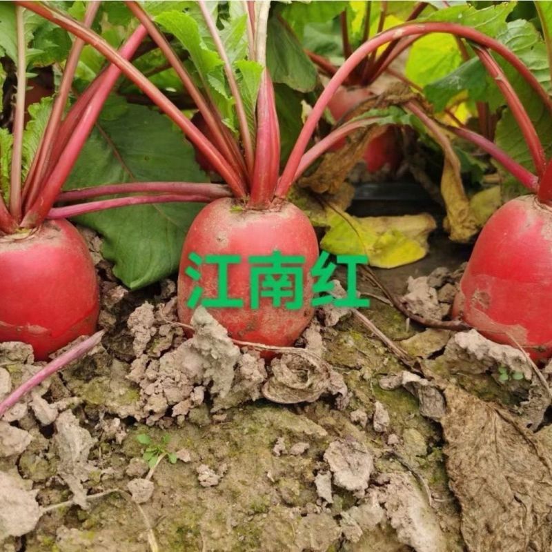 江南红三系杂交红萝卜种子生长期约45天左右板叶红皮白肉萝