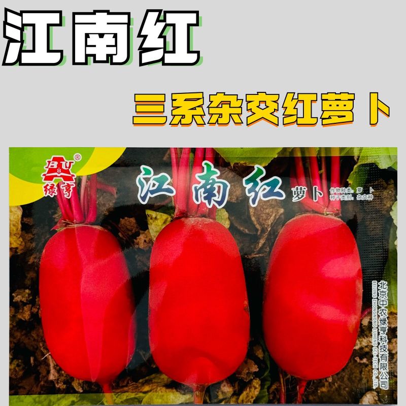 江南红三系杂交红萝卜种子生长期约45天左右板叶红皮白肉萝