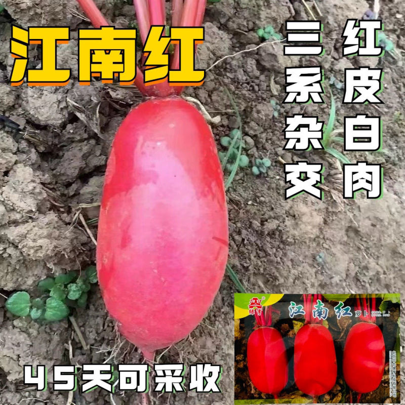 江南红三系杂交红萝卜种子生长期约45天左右板叶红皮白肉萝