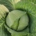 甘蓝包菜扁包菜无中间商大量供货全国供货