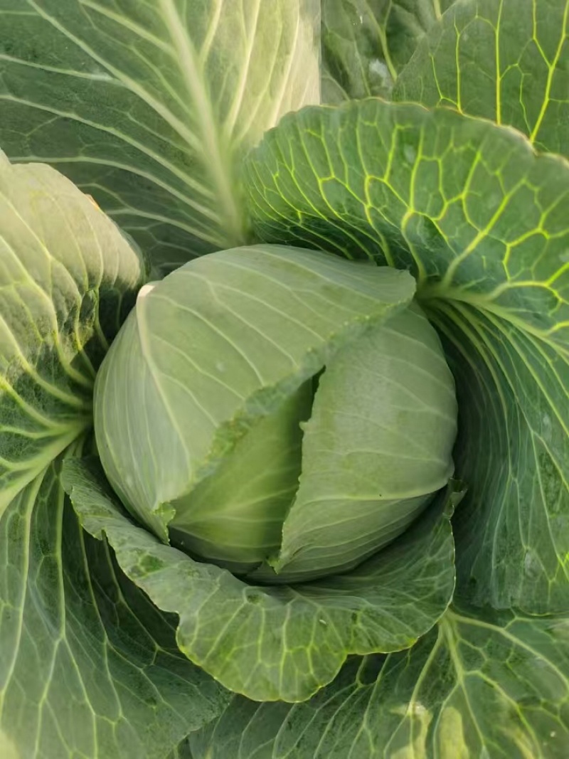 甘蓝包菜扁包菜无中间商大量供货全国供货