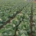 甘蓝包菜扁包菜无中间商大量供货全国供货