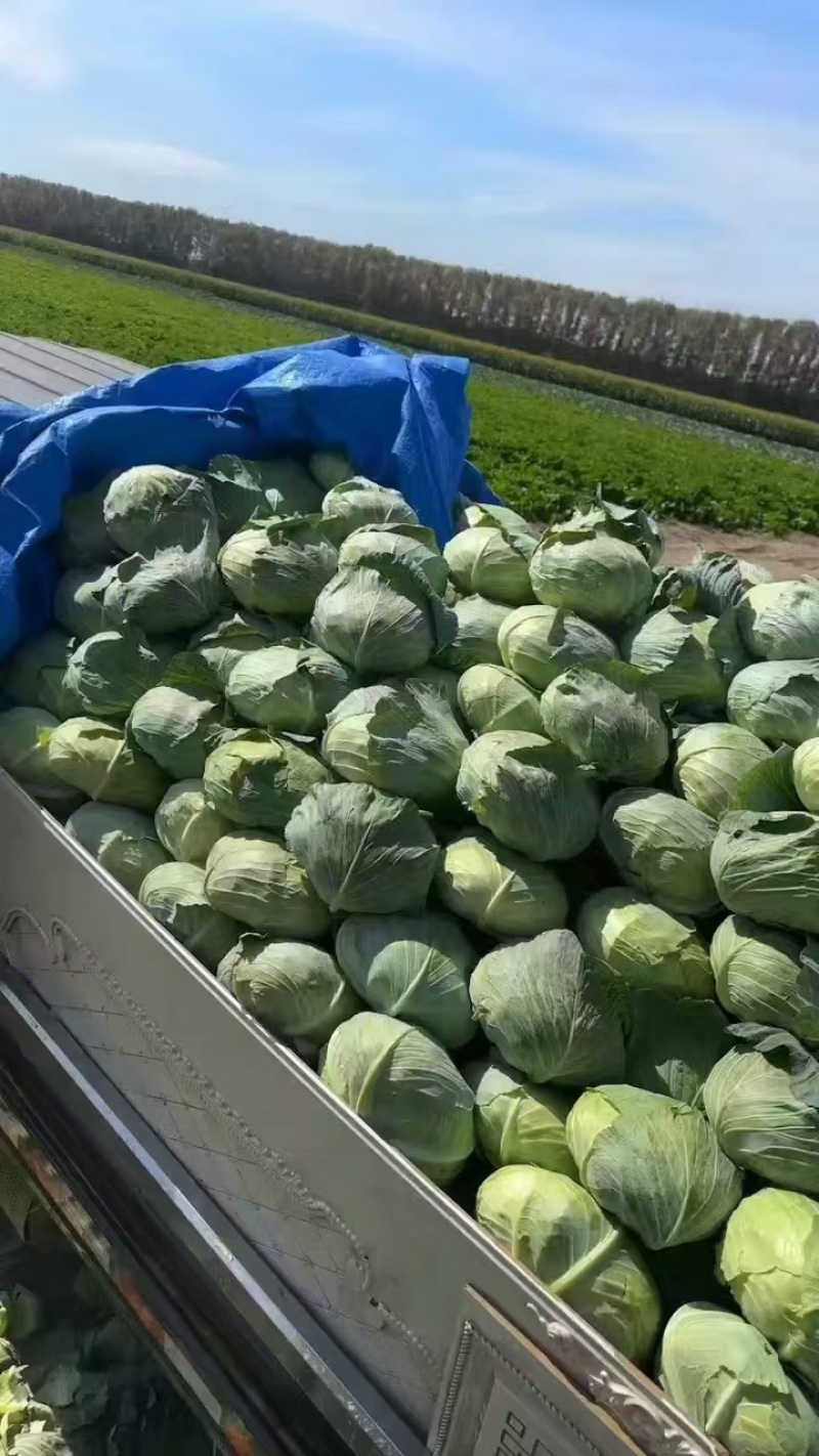 甘蓝包菜扁包菜无中间商大量供货全国供货