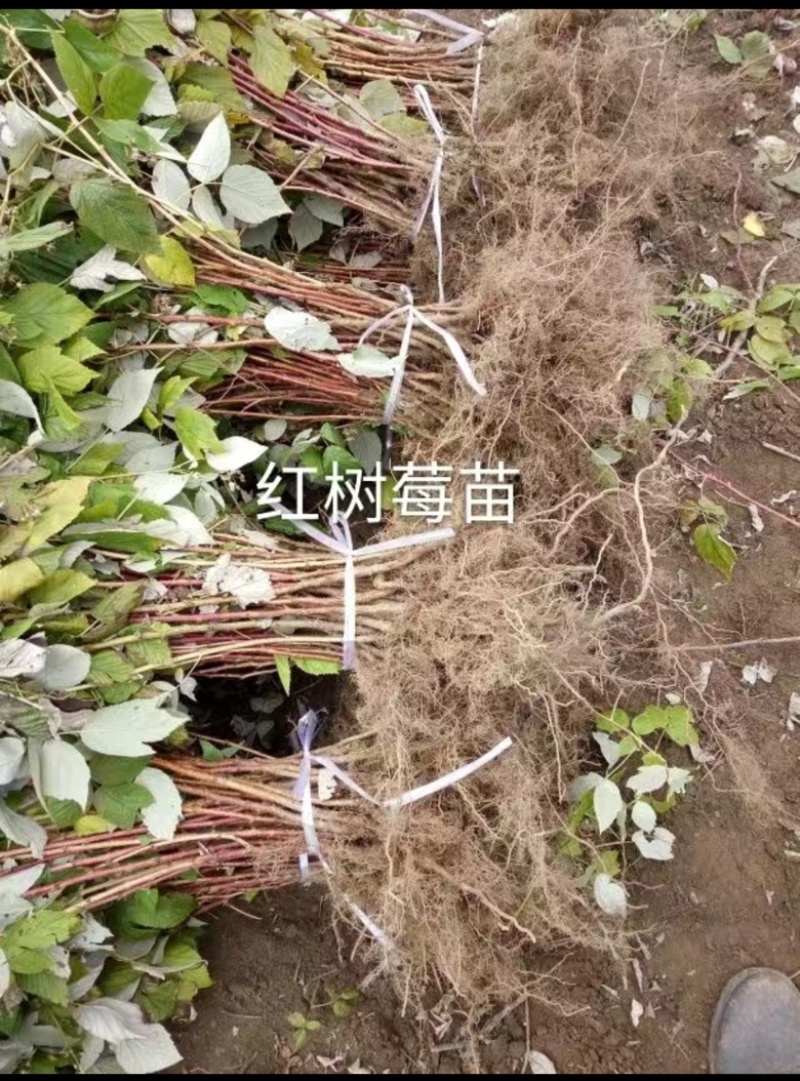 红树莓苗，品种纯，产量高，好打理，欢迎各位老板咨询