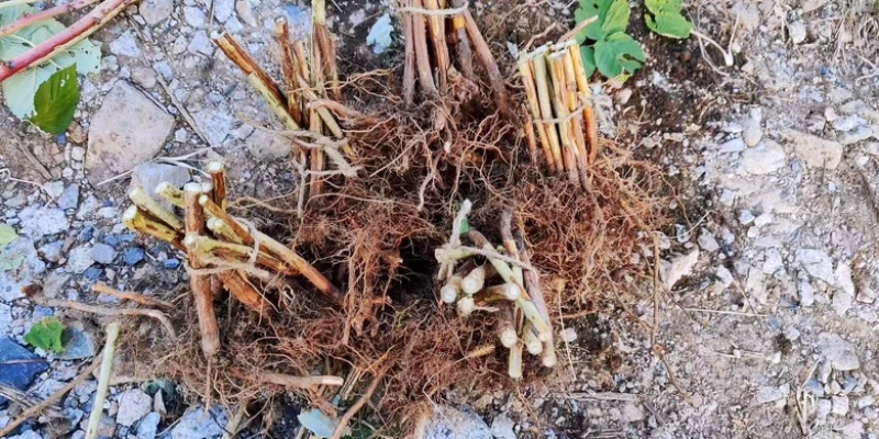 红树莓苗，品种纯，产量高，好打理，欢迎各位老板咨询