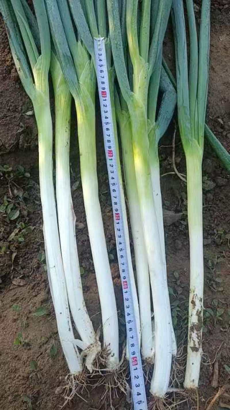 长白大葱
