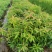 木荷良种袋苗，产地直发，支持视频看货，货源充足
