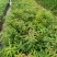 木荷良种袋苗，产地直发，支持视频看货，货源充足