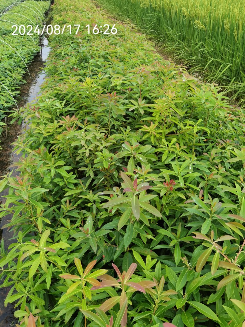 木荷良种袋苗，产地直发，支持视频看货，货源充足