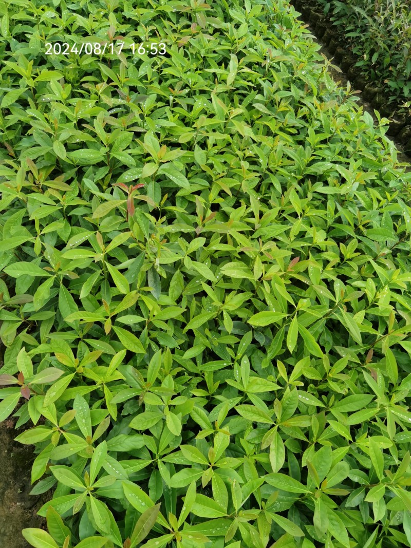 木荷良种袋苗，产地直发，支持视频看货，货源充足