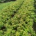 木荷良种袋苗，产地直发，支持视频看货，货源充足