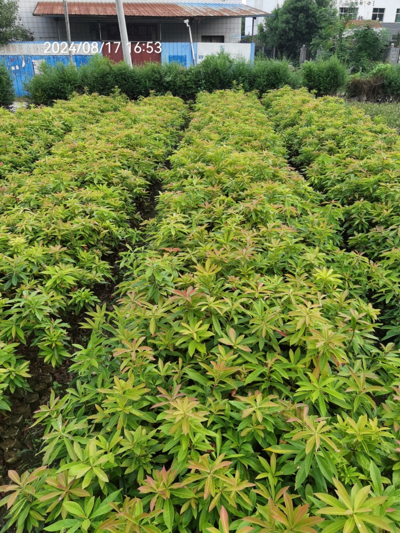 木荷良种袋苗，产地直发，支持视频看货，货源充足