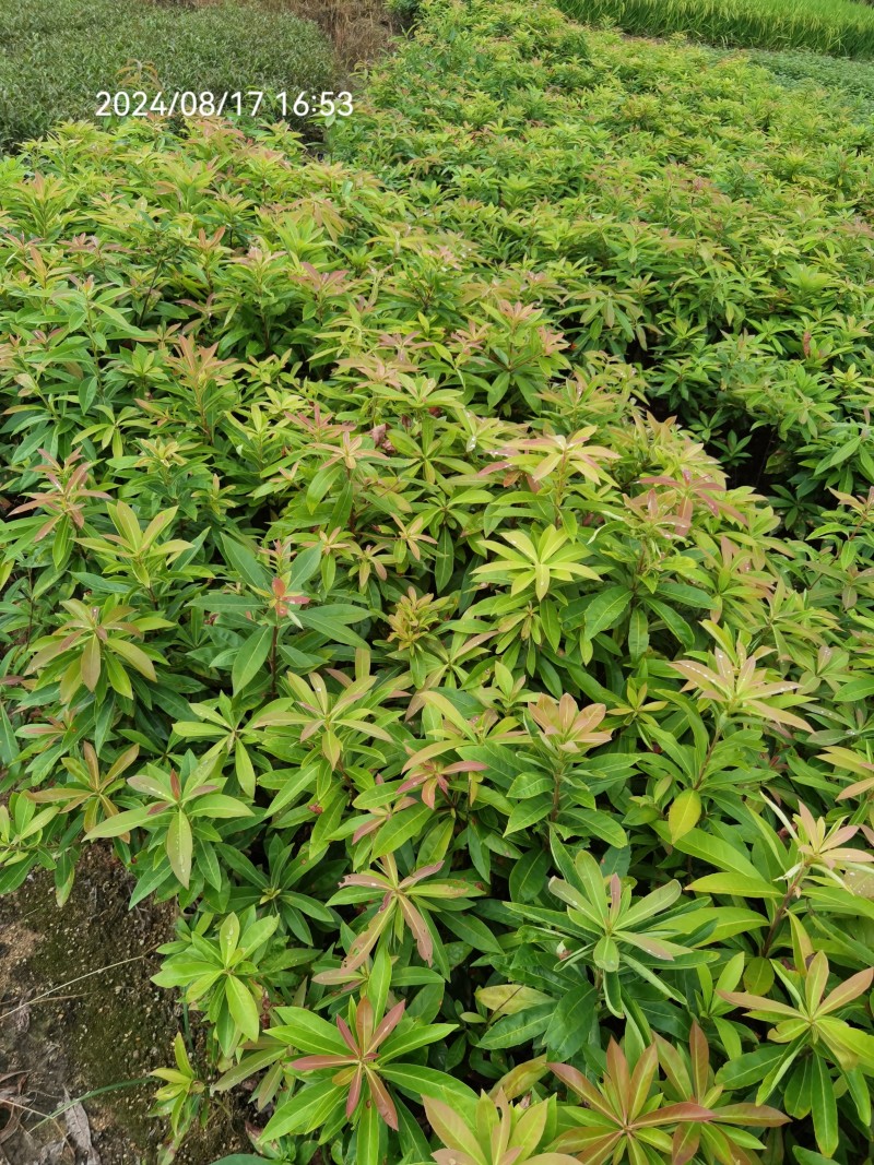 木荷良种袋苗，产地直发，支持视频看货，货源充足