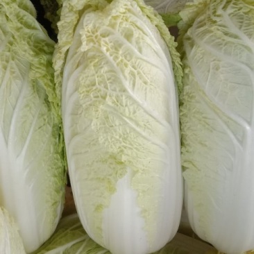 精品娃娃菜