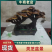 【山东冠县】灵芝盆景规格多样种类繁多大小均有
