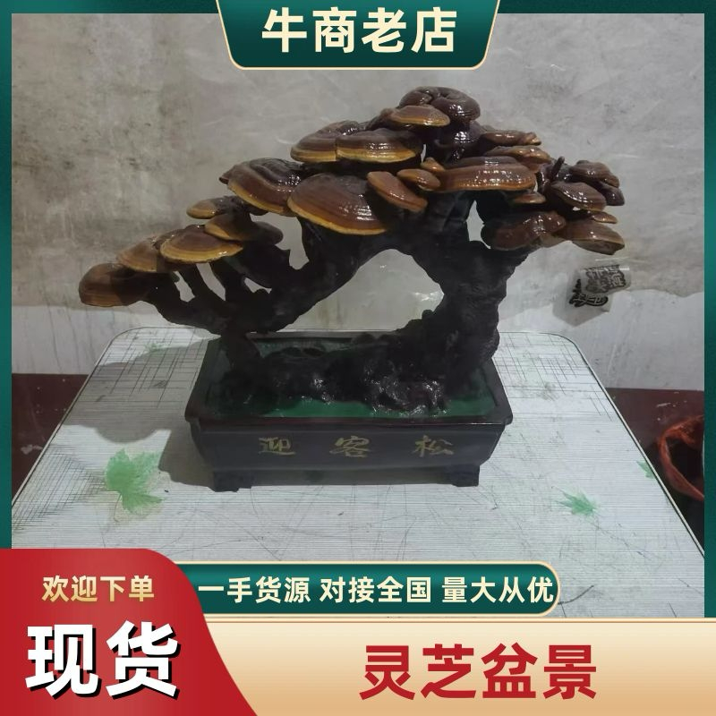 【山东冠县】灵芝盆景规格多样种类繁多大小均有
