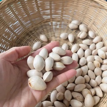 银杏果