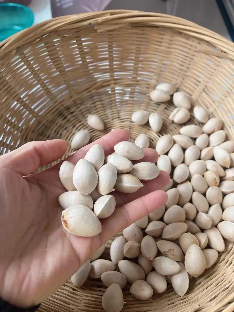 银杏果