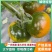 【铁皮西红柿】辽宁盘锦西红柿自家园子现摘现发按需分拣打包