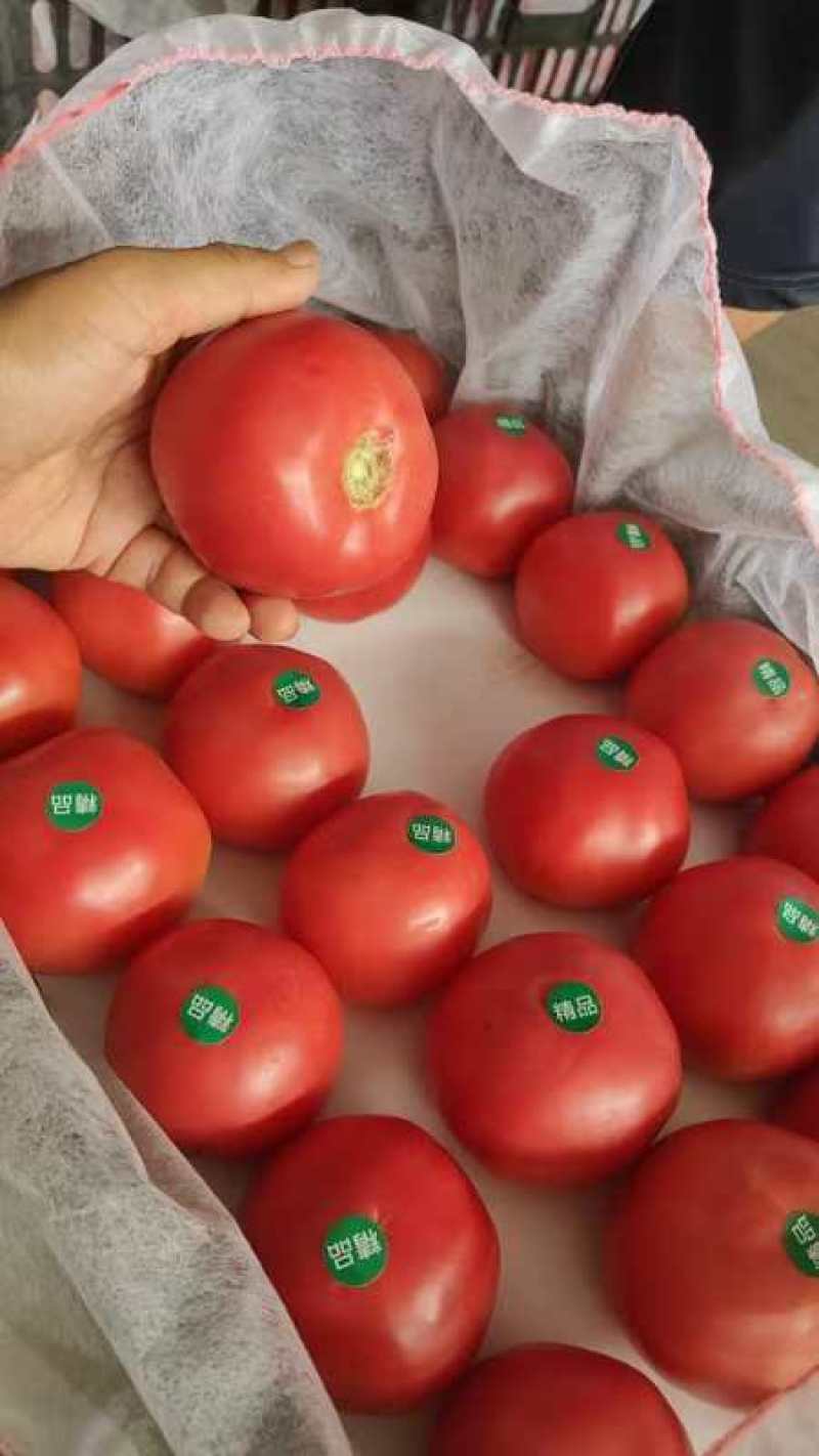 硬粉西红柿大量有货，质量放心信誉可靠需要的联系苏姐
