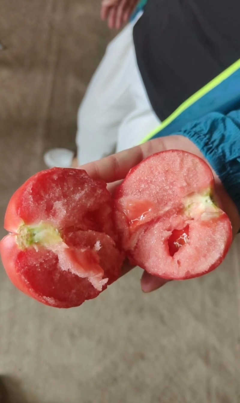 硬粉西红柿大量有货，质量放心信誉可靠需要的联系苏姐