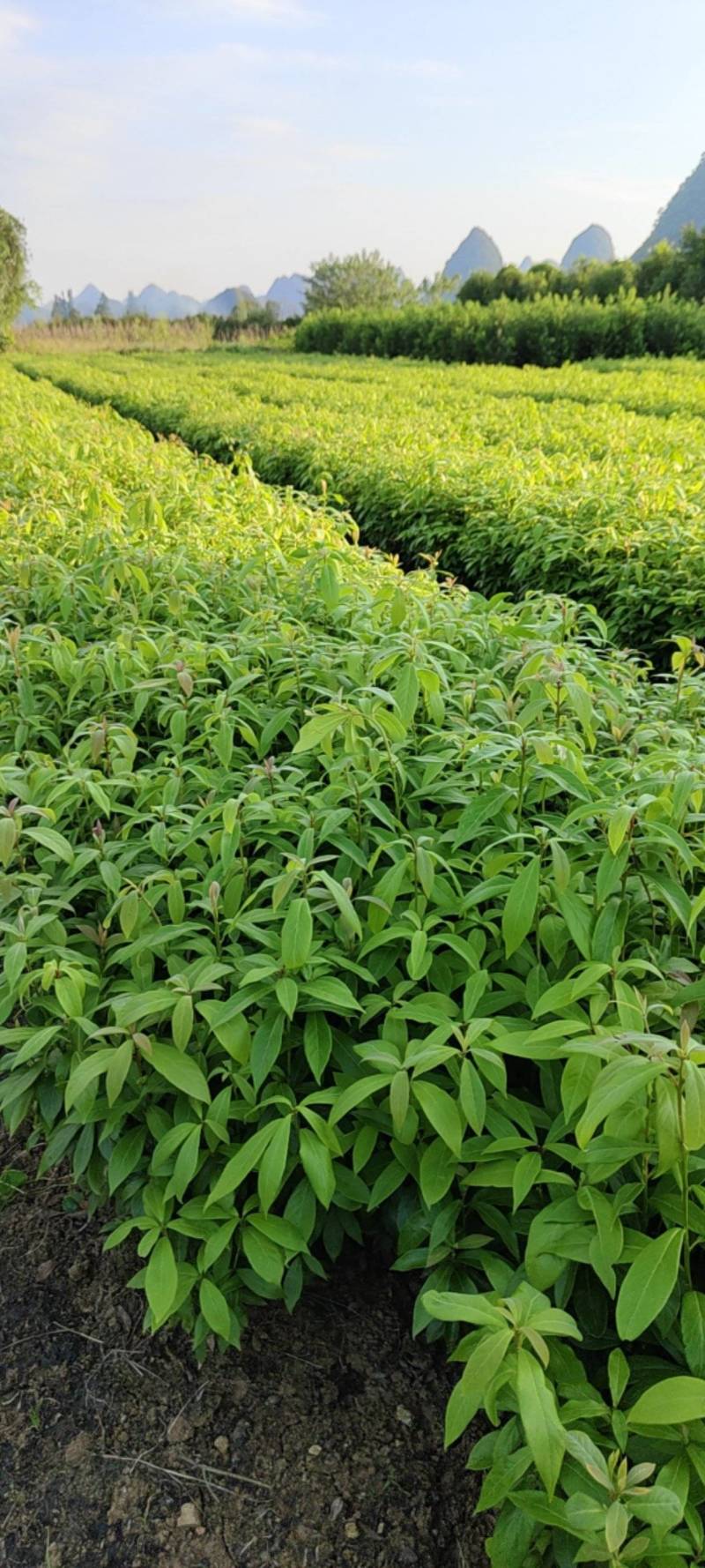 金丝楠木苗，场地供应，20一30公分高